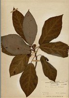 藏品(牛奶榕)的圖片